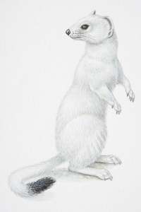 Illustration, Stoat or Ermine (Mustela erminea) standing on hind legs and turning its head back to look behind it, side view (by Dorling Kindersley)